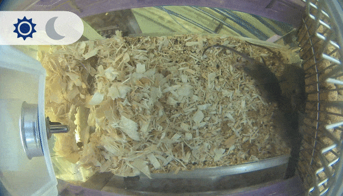 JAX Envision™ - From Observation to Optimization: A New Workflow