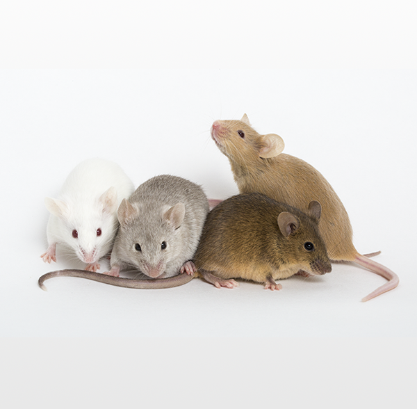 Animal Health Program