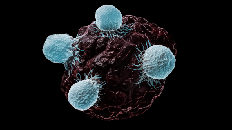 Reinvigorating exhausted immune cells reveals potential therapy target for cancer