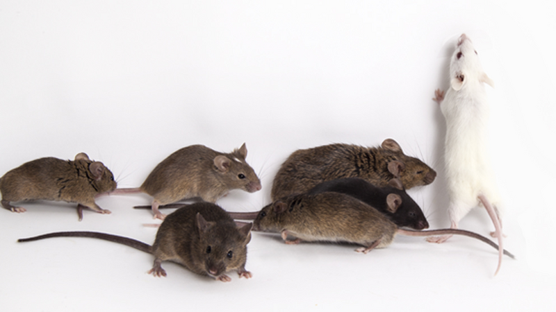 CAST mouse model: A crucial tool for future Covid-19 outbreaks