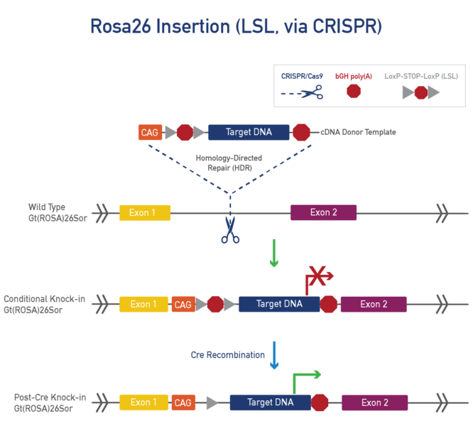 Rosa26 Insertion (LSL, via CRISPR)