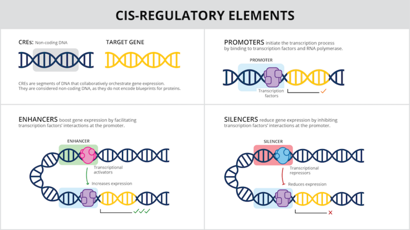 Researchers flip genes on and off with AI-designed DNA switches