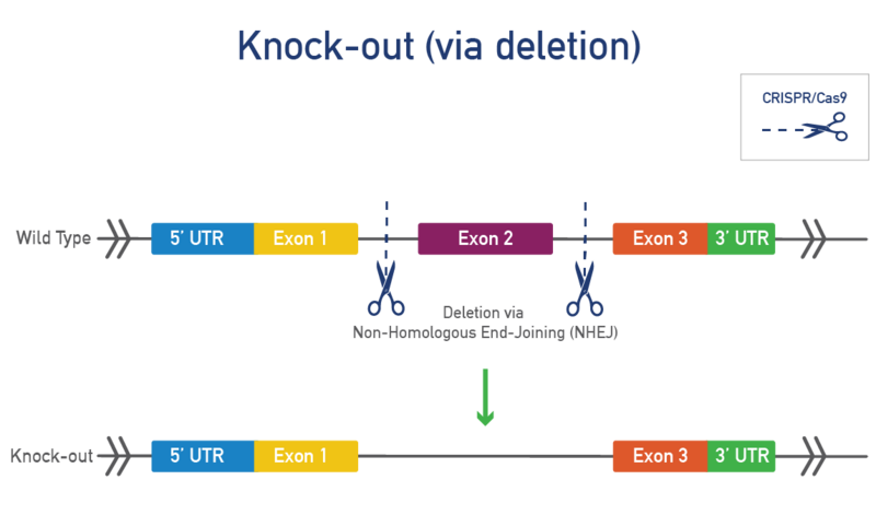Knock-out (via deletion)
