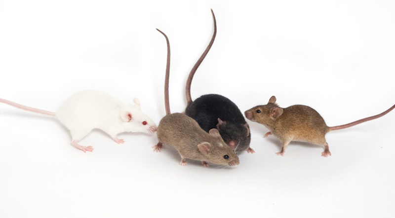Genetically diverse mouse populations reveal secrets of the genome