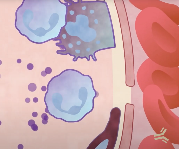 Graft Versus Host Disease (GvHD) Efficacy Studies - Page Tile