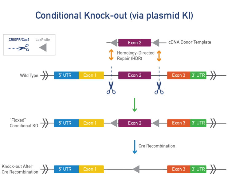 Conditional Knock-out (via plasmid KI)