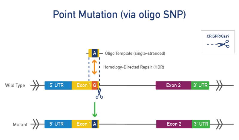 Point Mutation (via oligo SNP)
