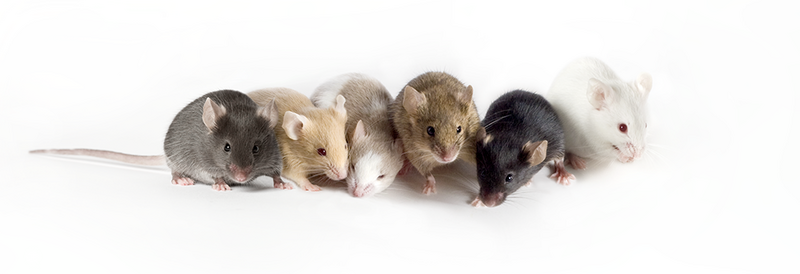 Essential Tips for Selecting Mouse Models in Research