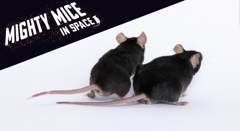 Mighty Mice in Space