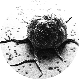 FFPE PDX Slides - Page Tile