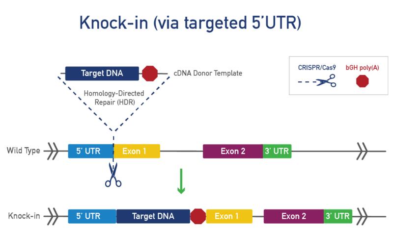 Knock-in (via targeted 5'UTR)